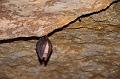 Bat, Grottes de Moidon IMGP3640